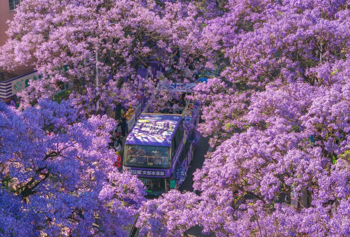 wprspros's tweet photo. This is Kunming, Yunnan Province. The gorgeous jacarandas are in full bloom, looking like a blue and purple dream.#ChinaTravel https://t.co/fDto8uxh4L