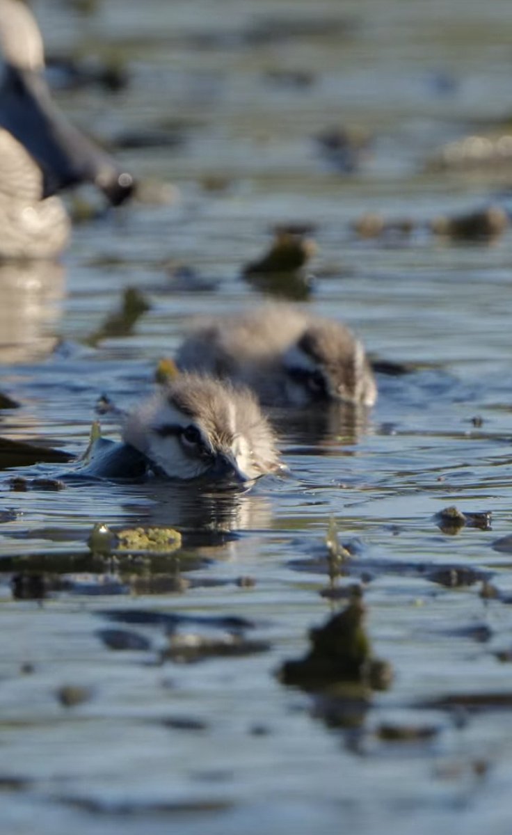 AJP_Victoria's tweet photo. "How someone could take a gun to these beautiful little innocent &amp; harmless creatures is beyond the comprehension of anyone with an ounce of morality.
How could any democratically elected politician allow it in 2025? @JacintaAllanMP."
-Regional Victorians Opposed to Duck Shooting https://t.co/7kNfg0kSiq
