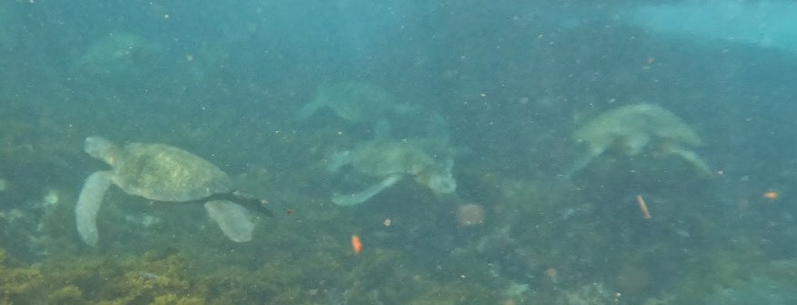 Jack Nolan (@ndjacknolan) on Twitter photo Last snorkel of our two-week trip to the beautiful Galapagos Islands. All I can say is: Turtles, turtles, turtles! #TheQuasarWay Last snorkel of our two-week trip to the beautiful Galapagos Islands. All I can say is: Turtles, turtles, turtles! #TheQuasarWay