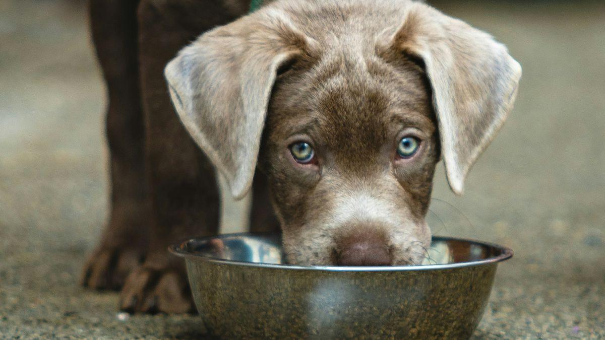 Como os Cachorros Bebem Água: Curiosidades em Câmera Lenta, image size:1200x675