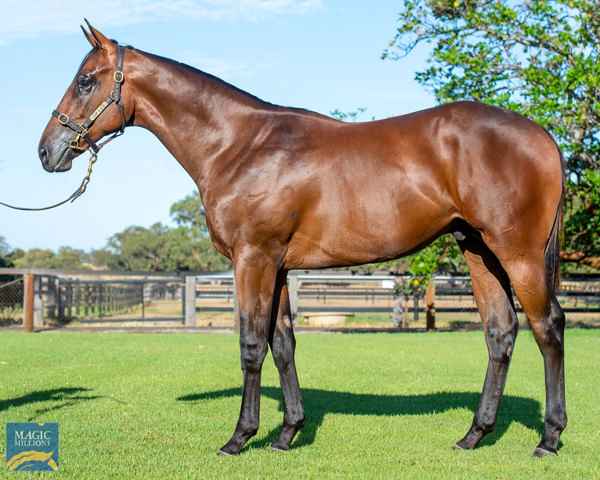 Tara Madgwick (@breednet) on Twitter photo Five wins from eight starts, 175k MM Perth purchase West Star is a star on the rise for champion WA sire Playing God breednet.com.au/news/39193/ano… <a href="/mmsnippets/">Magic Millions</a> <a href="/darlingviewTB/">Darling View T/Breds</a> <a href="/TBBreedersWA/">T/Bred Breeders WA</a> <a href="/PerthRacing/">Perth Racing</a> <a href="/Simon_Miller_/">Simon Miller Racing</a> Five wins from eight starts, 175k MM Perth purchase West Star is a star on the rise for champion WA sire Playing God breednet.com.au/news/39193/ano… <a href="/mmsnippets/">Magic Millions</a> <a href="/darlingviewTB/">Darling View T/Breds</a> <a href="/TBBreedersWA/">T/Bred Breeders WA</a> <a href="/PerthRacing/">Perth Racing</a> <a href="/Simon_Miller_/">Simon Miller Racing</a>