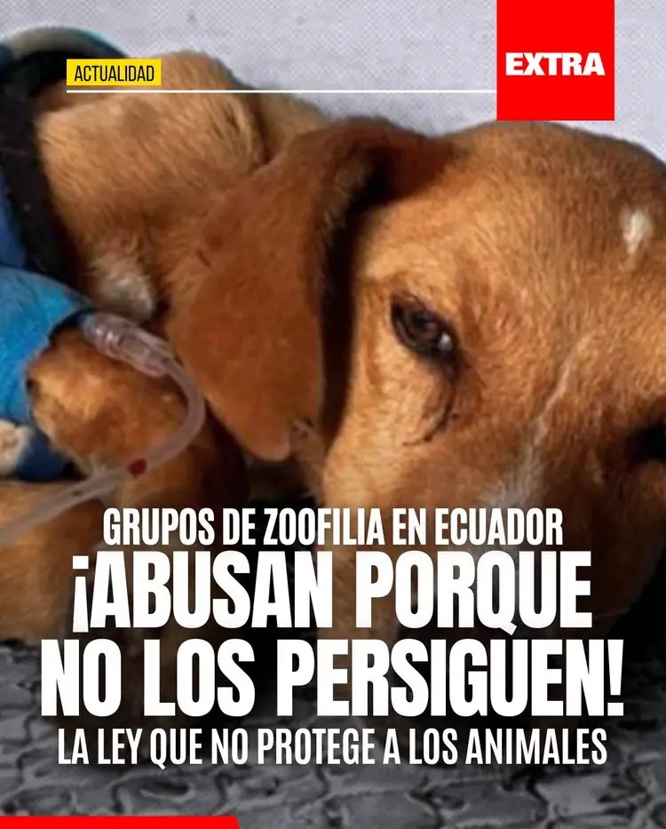 Maritza Rubianes (@animalespuros) on Twitter photo Los casos de zoofilia han ido en aumento y, a pesar de estar tipificada en el COIP, jamás han UN SOLO sancionado.
#LODA permite que esto siga de la misma forma.
<a href="/AsambleaEcuador/">Asamblea Nacional</a> no pasen a la historia como #AbanderadosDelMaltratoAnimal #ArchivaTuLODA Los casos de zoofilia han ido en aumento y, a pesar de estar tipificada en el COIP, jamás han UN SOLO sancionado.
#LODA permite que esto siga de la misma forma.
<a href="/AsambleaEcuador/">Asamblea Nacional</a> no pasen a la historia como #AbanderadosDelMaltratoAnimal #ArchivaTuLODA