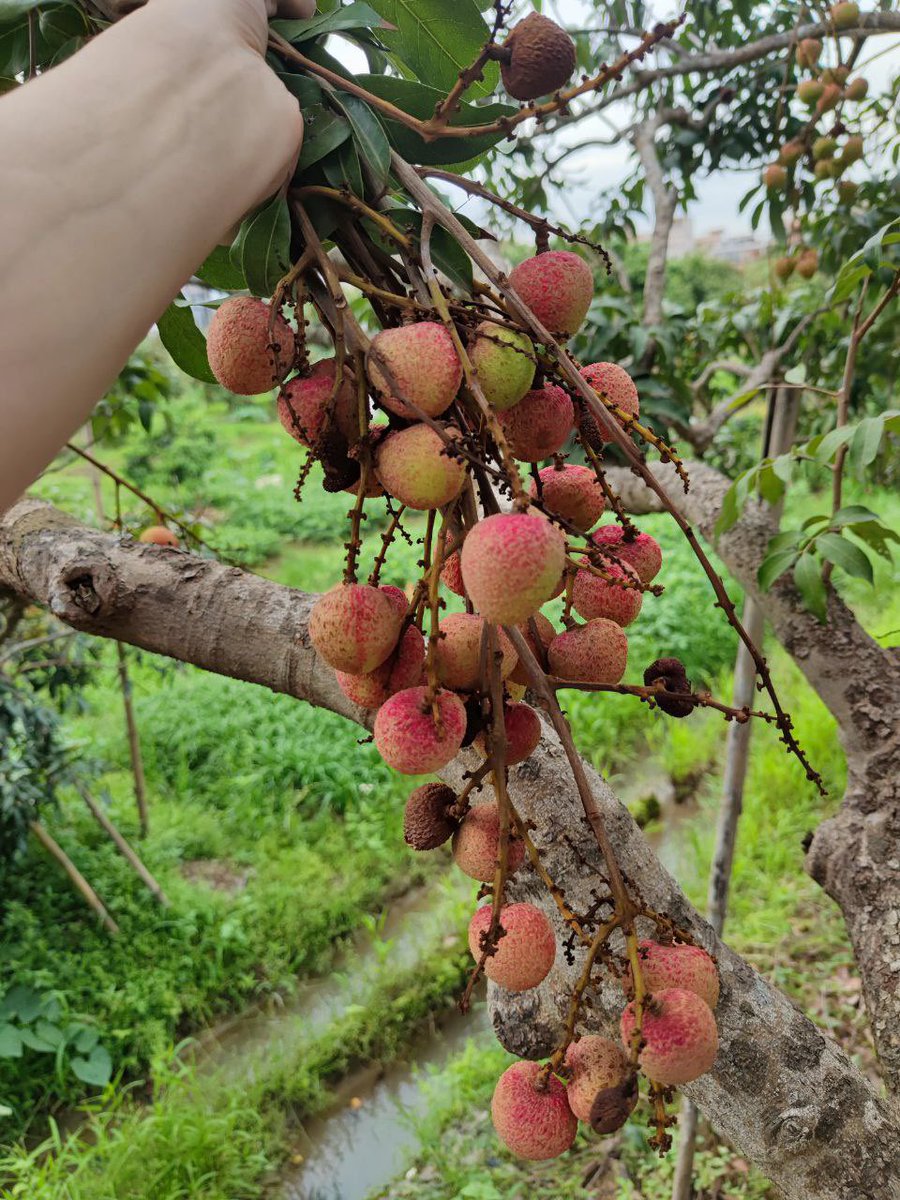 三月红吃不来，太酸了