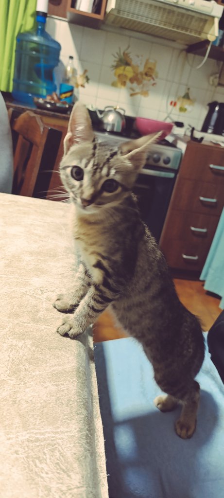 fedellonaCABJ's tweet photo. 😻😻😛 https://t.co/PXWiTO0Hf4