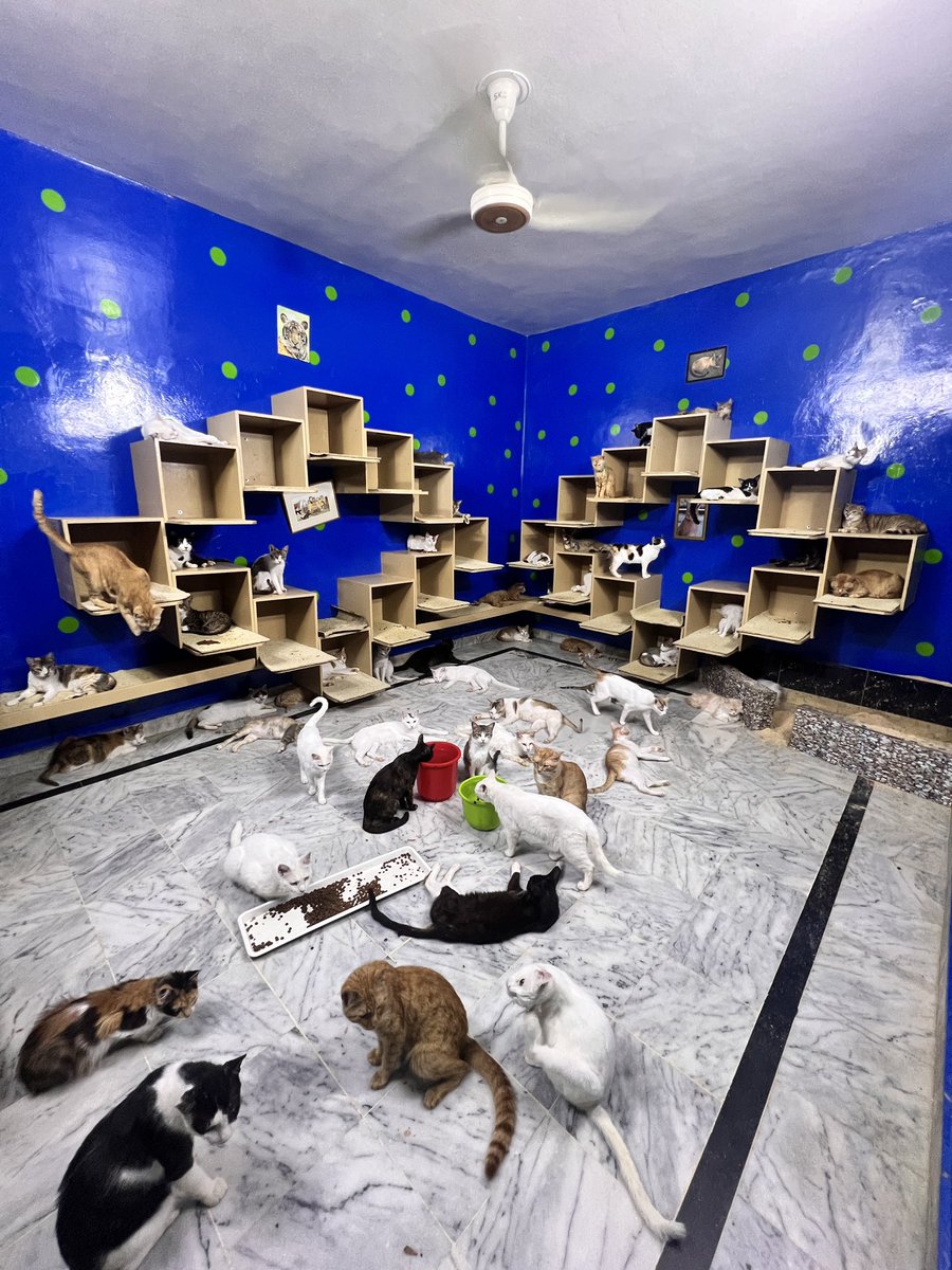 housepawshelter's tweet image. We’re going through one of the hardest times right now.
The lives of our rescued souls depend on your kindness.
Please, stand with us your support means everything.
1$ 5 kitties
paypal.com/paypalme/curle…
#LaCasaDeLosFamososCol #Cat #CatsOfTwitter #Caturday #PakistanIndianWar