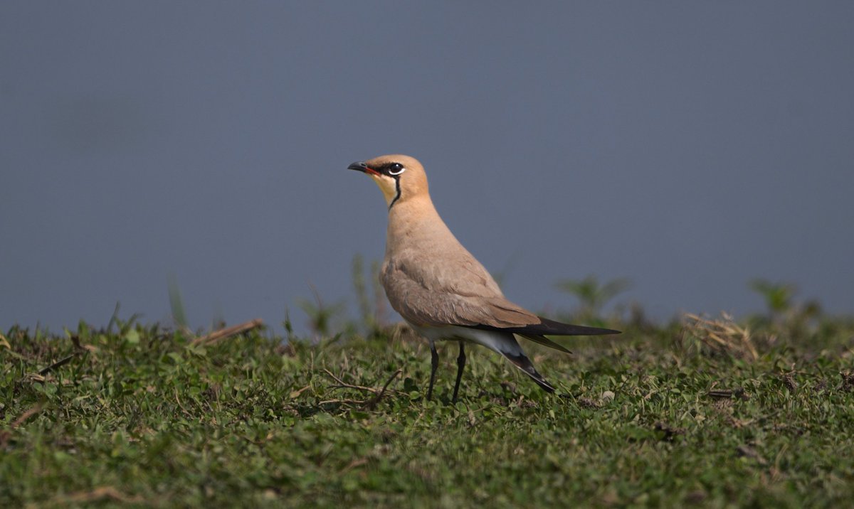 mansoorshayir's tweet photo. Collared Pratincole
May 2025
#birdsofkashmir #IndiAves https://t.co/V9YGM93nsR