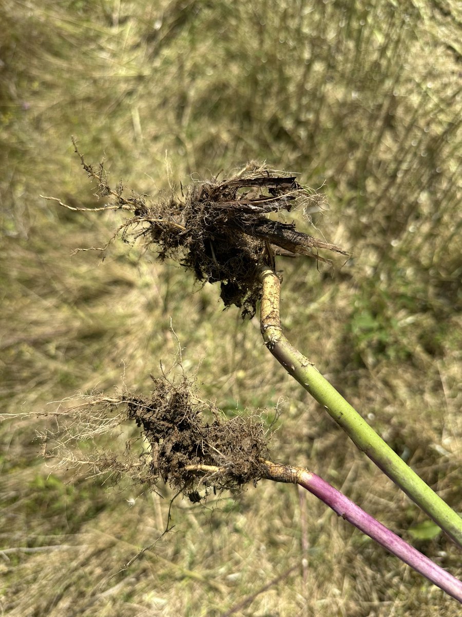 Yaz889's tweet photo. The 2024-2025 field experiment by using the rapid life cycle (28 weeks) and cold resistant rapeseed cultivar in southern Zhejiang. Aim to increase the yield with rice-rice rotations in a year. https://t.co/XBAE5qYaGQ