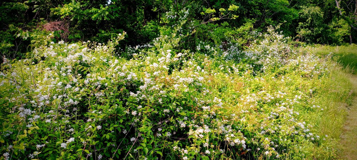 Blackberry blooms..