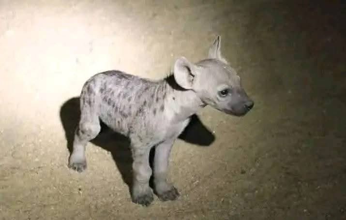 This dog has never barked since I bought it for 50k; it only laughs all day. What could be the problem? 🐶💔