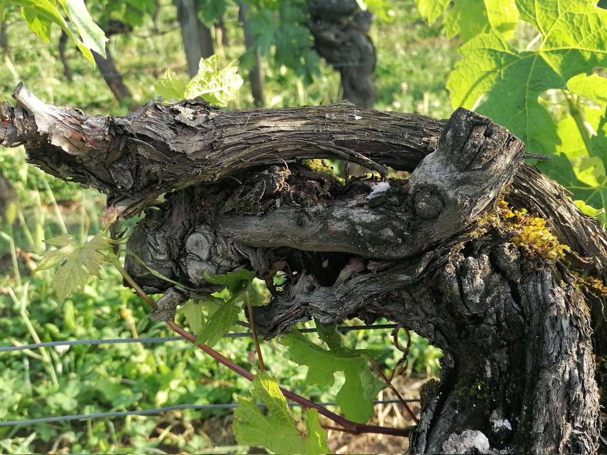 Croisé dans le vignoble : le Vinosaurus un #monstre dévorant la #vigne
#Bordeaux  #SaintEmilion #millesime2025