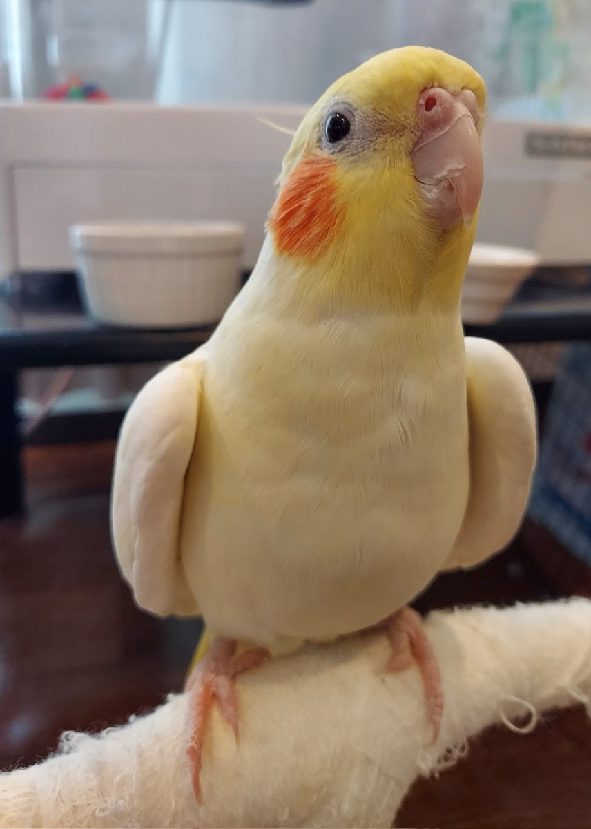 yato_piyotyan's tweet image. 指に乗せたとたんに溶ける、かわいいちゃんはこちらですどうぞ✨