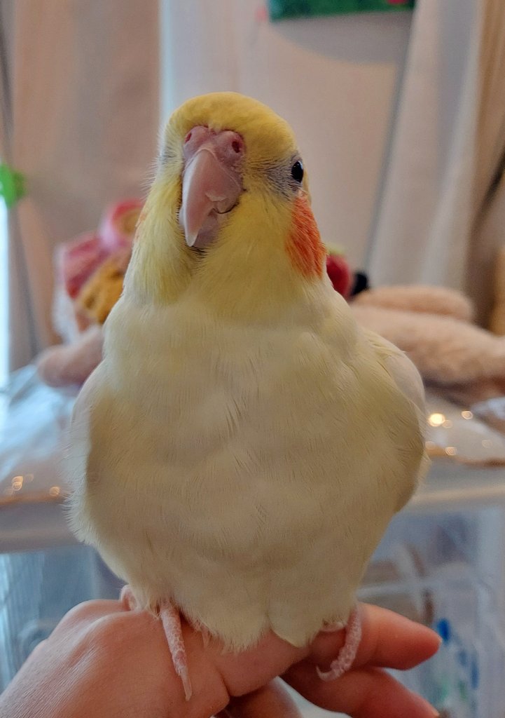 yato_piyotyan's tweet image. 指に乗せたとたんに溶ける、かわいいちゃんはこちらですどうぞ✨