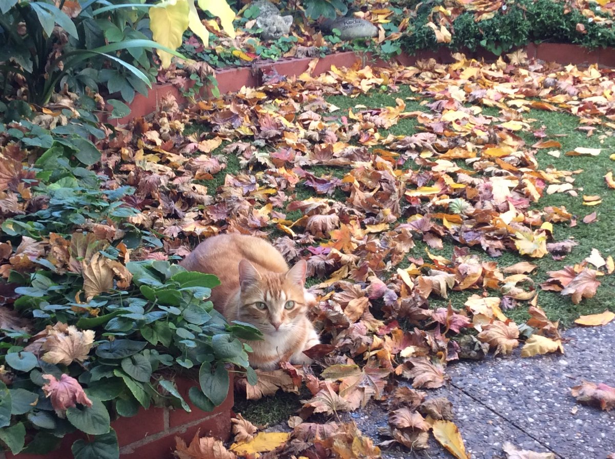 Belinda🌱💚🌱 🇦🇺❣️🇦🇺 tweet media