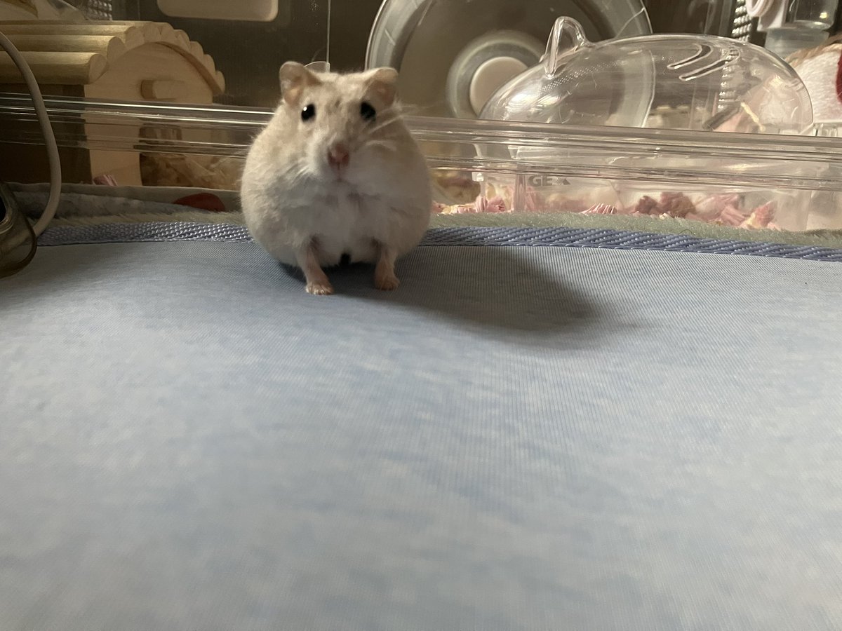 oh1rune_zzz's tweet image. 人生初めての冷感マットで触った瞬間「ひょっ」て顔した