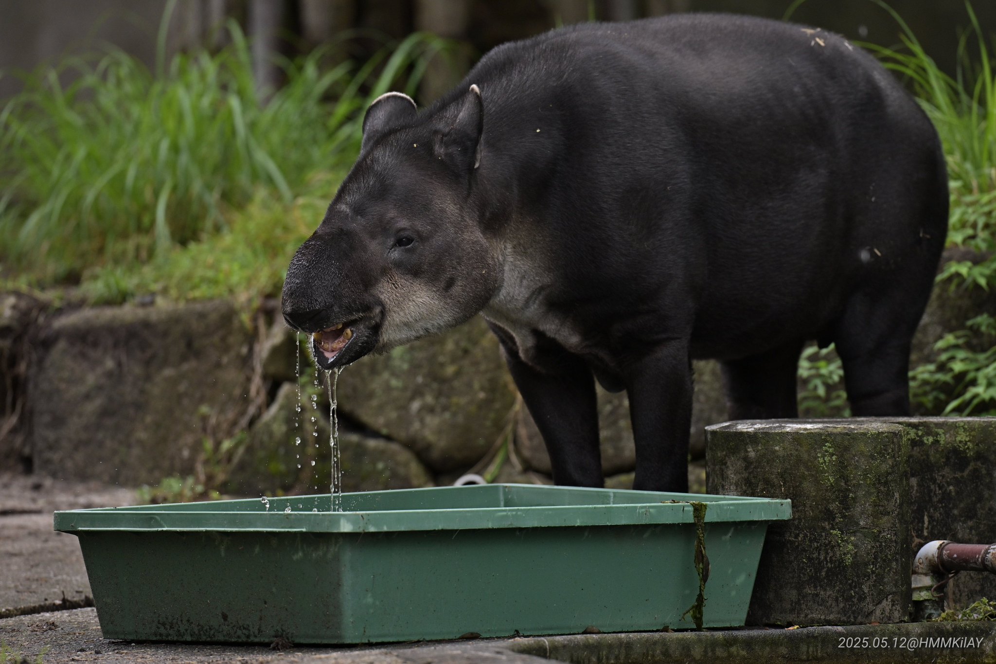 千葉市：千葉市動物公園 学術紀要「ZOO SCIENCE JOURNAL（ZSH