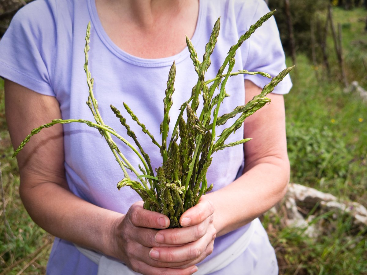 A preference for doing things the old-fashioned way isn't the only reason foraging remains a "thing" in pockets of Puglia. Another one is more straightforward: "Wild" food tastes better! Enjoy eight wild words worth foraging next time you're in Puglia: bit.ly/43jysLf