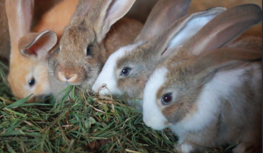 LeandreBaka2's tweet photo. Try this mix:
40% Napier grass
25% sweet potato vines
15% sun-dried maize leaves
20% pellet (optional)
Balanced, accessible, affordable.
#AgriHopper #RabbitRation #LocalFeeds #SmartMix https://t.co/2RbtLx6otm