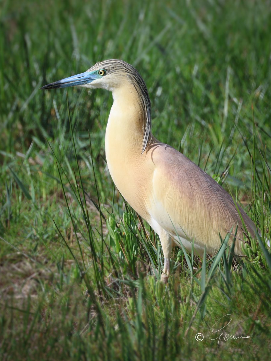 Squacco Heron, Mallorca.