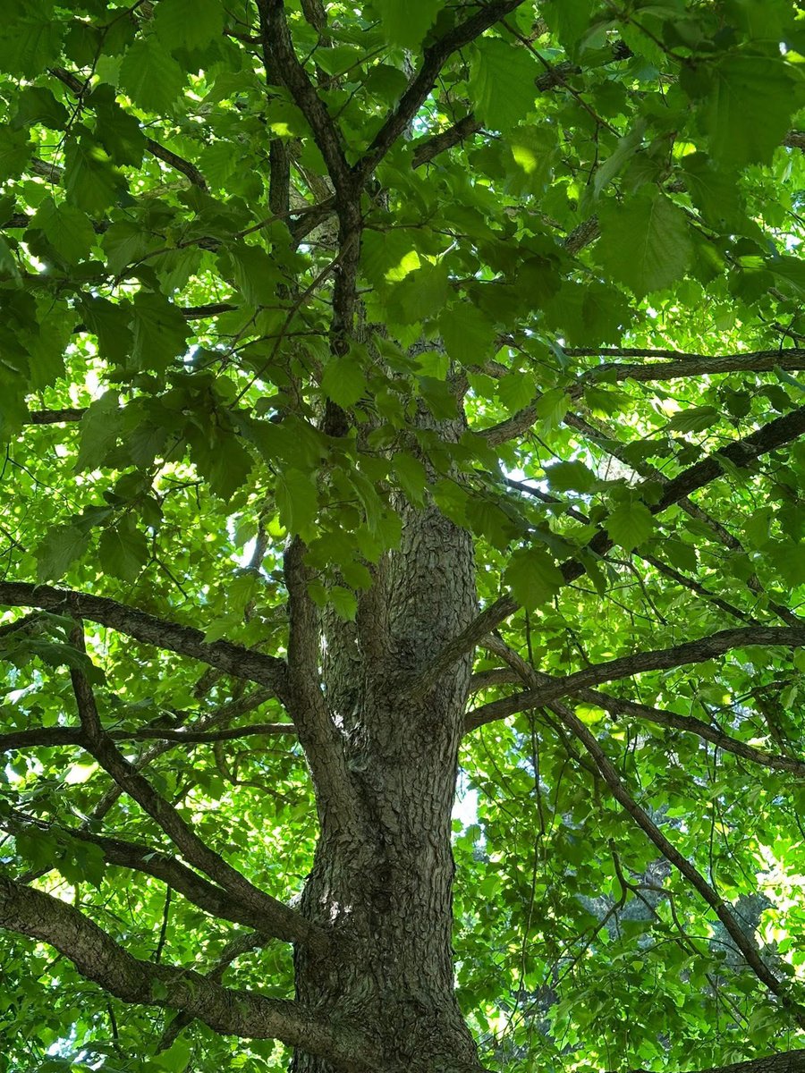UrbanTreeFestival (@urbantreefest) on Twitter photo Discovering the rich tree heritage of Southwark Park on a guided walk with tree expert Paul Wood. Exploring historic London plane trees, new species, and the peaceful Ada Salter Garden - a journey through nature, history, and urban beauty. <a href="/TheStreetTree/">Paul Wood ๐ณ</a> #londonevents Discovering the rich tree heritage of Southwark Park on a guided walk with tree expert Paul Wood. Exploring historic London plane trees, new species, and the peaceful Ada Salter Garden - a journey through nature, history, and urban beauty. <a href="/TheStreetTree/">Paul Wood ๐ณ</a> #londonevents