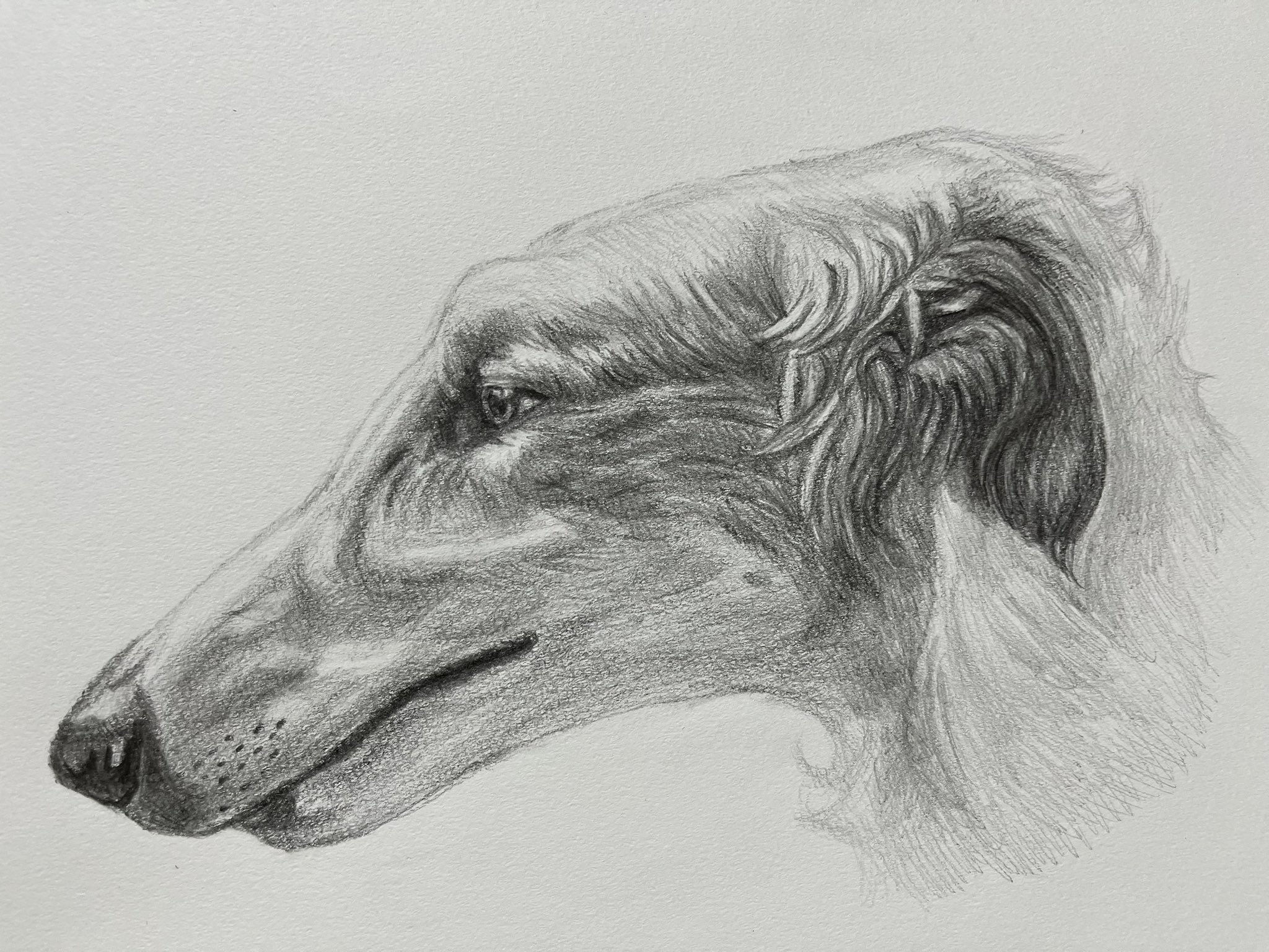 カサゴ（ホゴ）の鉛筆画 カサゴ（ホゴ）の鉛筆画 カサゴ - Izuzuki海の生き物大図鑑(笑)