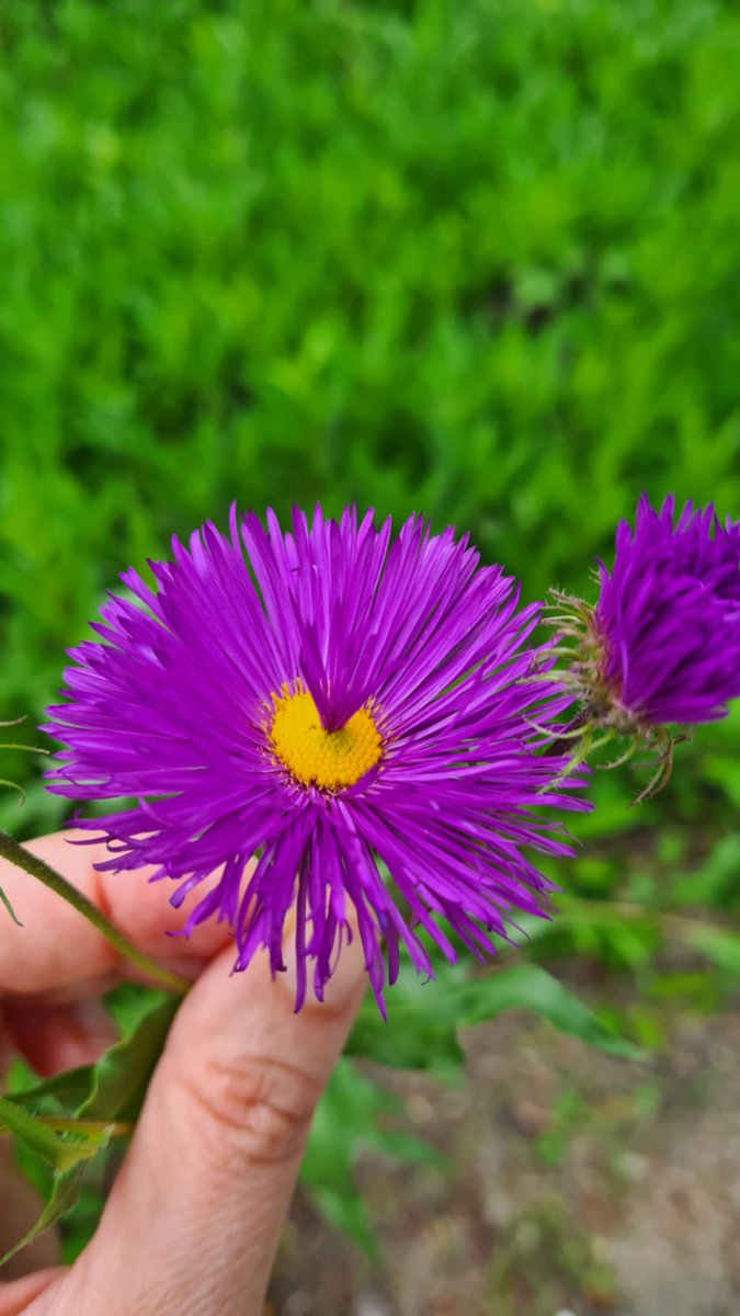 On May 12th, we celebrate International Plant Health Day
Nothing without them

#PlantHealth #OneHealth