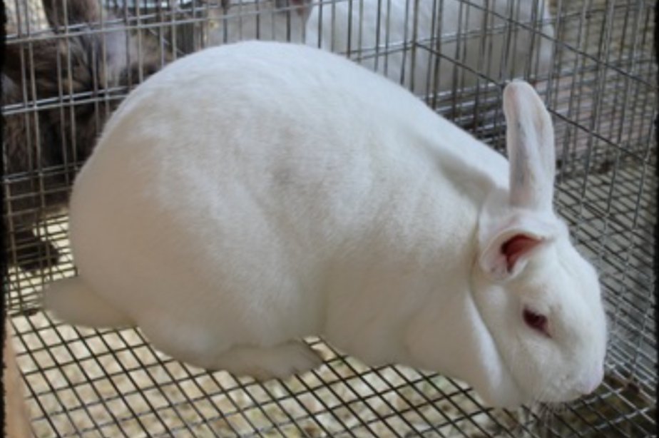 AgriHopper's tweet image. A female rabbit ovulates after mating—not before.
This means no wasted eggs and higher conception success.
Nature designed them for productivity.
#AgriHopper #ReproScience #RabbitBreeding #KnowYourLivestock