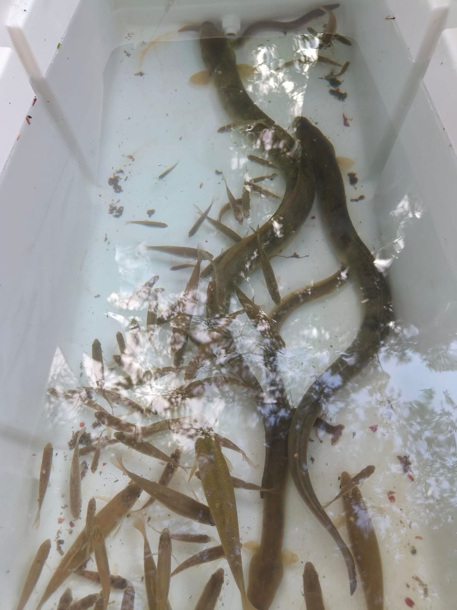 FishInvasionLab's tweet image. On Saturday weparticipated on the Regional Meeting of Schools of Ciência Viva at #CCVAlviela ! The researchers @ruirivaes @MafaldaMoncada &amp;amp; @Diogo_MDias  presented #lifepredator educational package! This year we have reached over 1500 children @MAREscience @LIFEprogramme #silurus