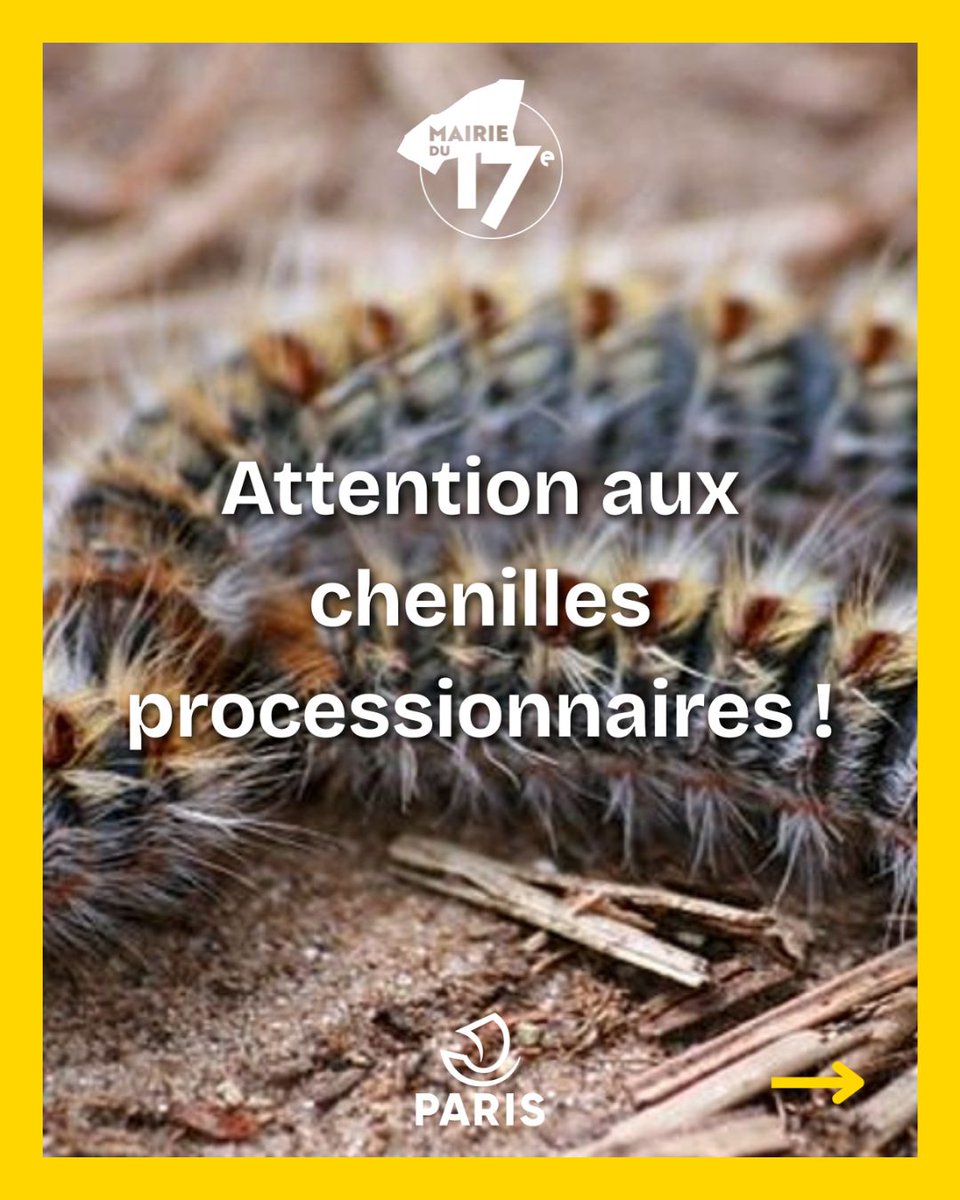 Mairie17's tweet image. [🐛 INFORMATIONS - CHENILLES PROCESSIONNAIRES]

➡️ Les services de la Direction des Espaces Verts agissent actuellement pour limiter leur présence.

#Paris17 #ChenillesProcessionnaires #Prévention