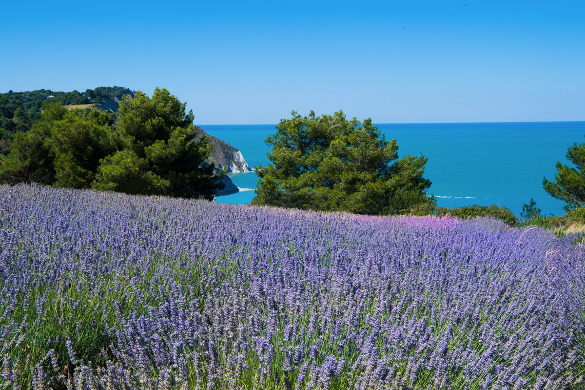 Italophiles with a passion for lavender can head to these places to admire the magnificent blooms this June: bit.ly/3ICRhzQ