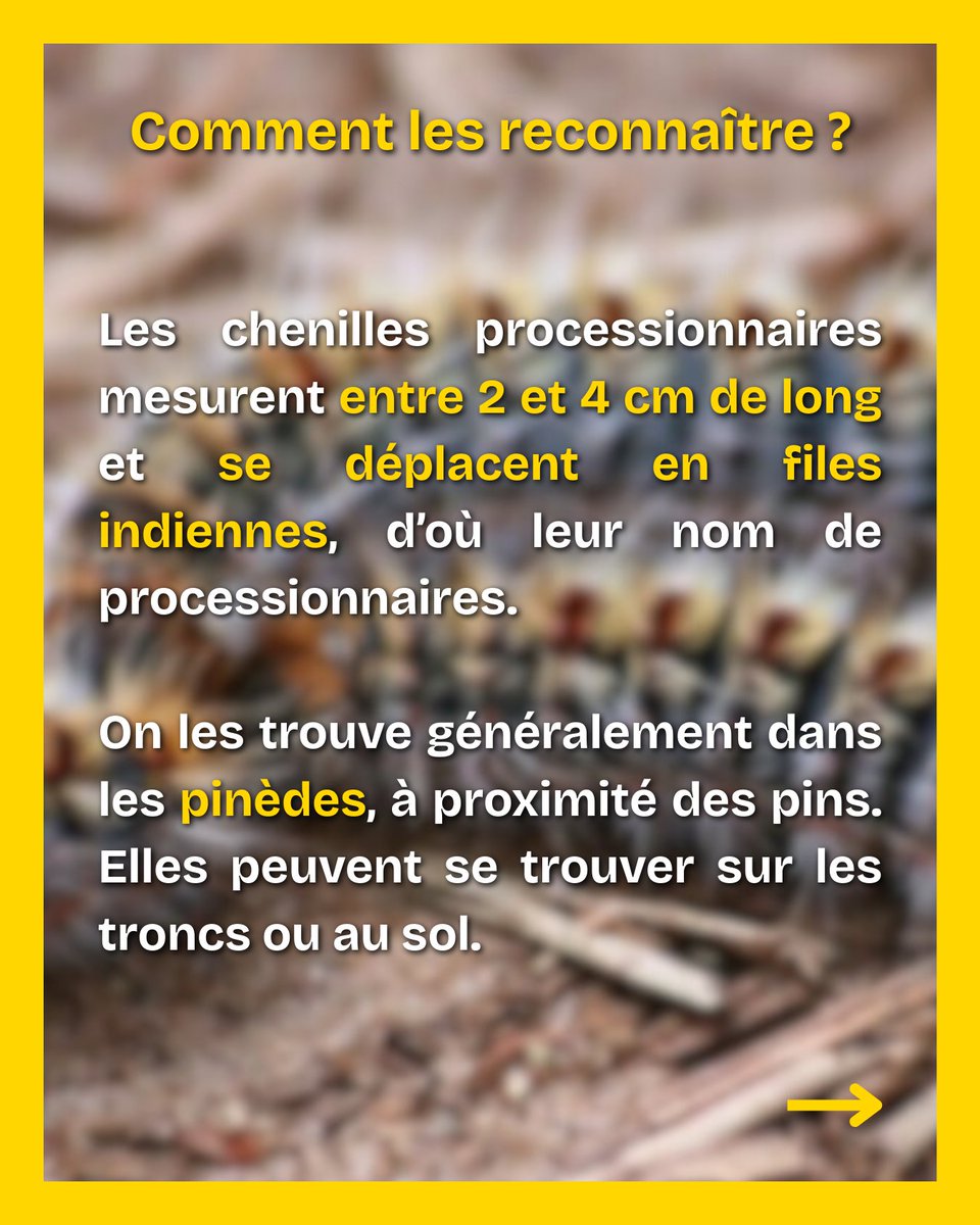 Mairie17's tweet image. [🐛 INFORMATIONS - CHENILLES PROCESSIONNAIRES]

➡️ Les services de la Direction des Espaces Verts agissent actuellement pour limiter leur présence.

#Paris17 #ChenillesProcessionnaires #Prévention