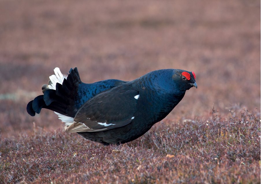 Black grouse translocated to the North York Moors  

A groundbreaking GWCT project that aims to expand the range of black grouse is showing early signs of success. 

🗞️ Read it here: tinyurl.com/wnv2ke2j 
🔗 Subscribe now: tinyurl.com/y5tywx3x