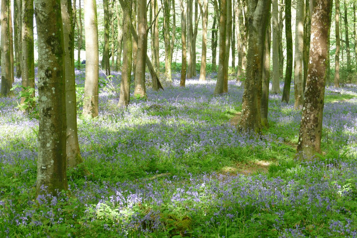 Some of the views from one of our favourite walks at this time of year (from a week or so back)
