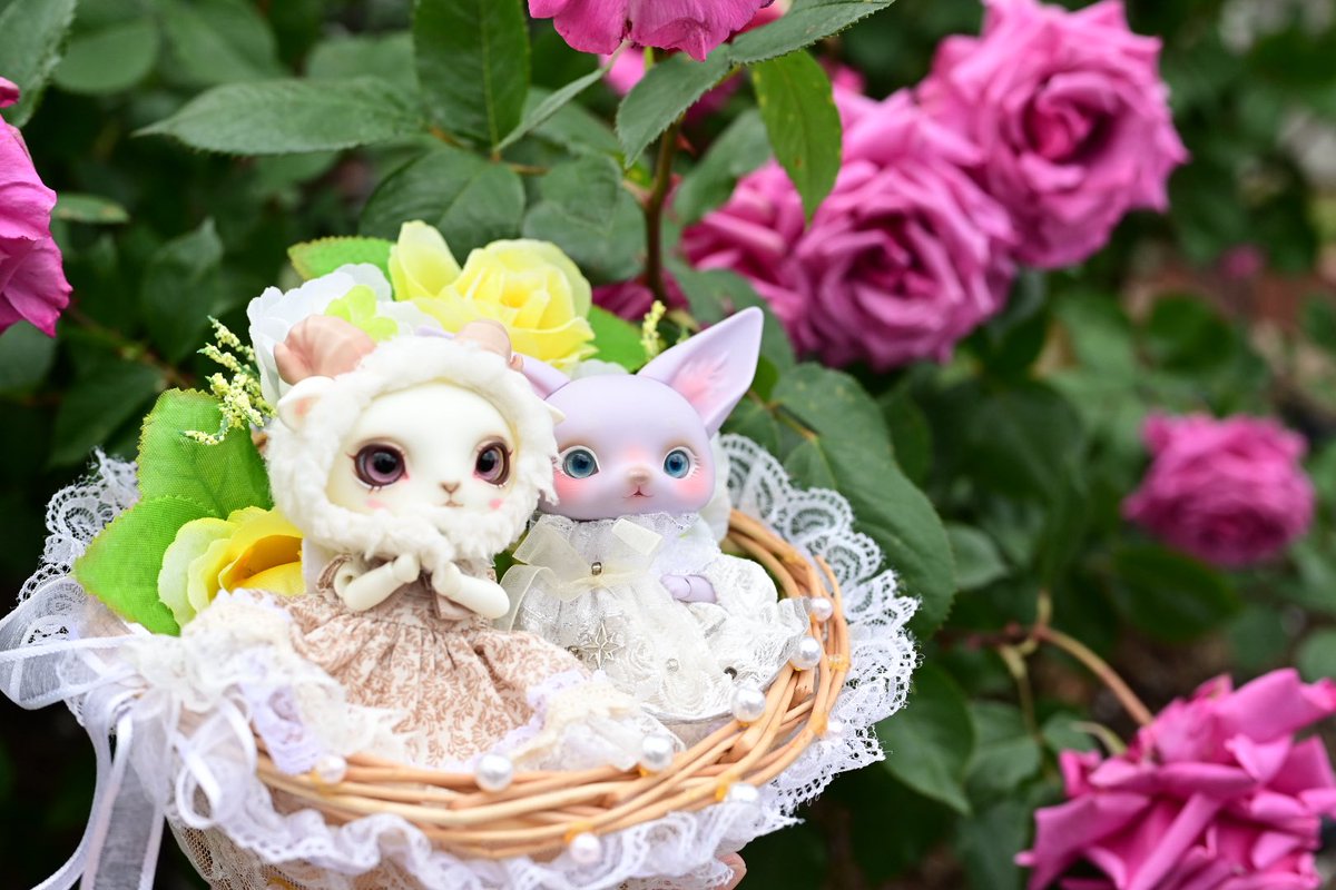 drops0401's tweet photo. この子達にはどのバラが良いかなぁ〜？
とカゴ持ちながらガーデンをウロウロ🧺

#LORENZbean #Dearmine 
#うちのこかわいい #よそのこかわいい https://t.co/PEwqTyvRWC