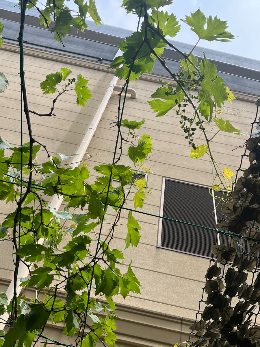 opera_park's tweet photo. 成長を見守っててくださいね🍇
#OperaSeasons https://t.co/mn6Z373t05