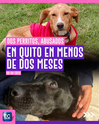 piensalo_verde's tweet photo. @LoaEcuador @AsambleaEcuador @CorteConstEcu 📍En Galápagos envenenaron a 100 perros.
📍En Quito, 27 murieron por comida tóxica.
📍Spike fue ahorcado por una vecina.
📍Teddy y Negrita fueron víctimas de zoofilia.
¿Y aún así quieren aprobar esta ley?
#ArchivaTuLODA https://t.co/hNeqx2hlBe