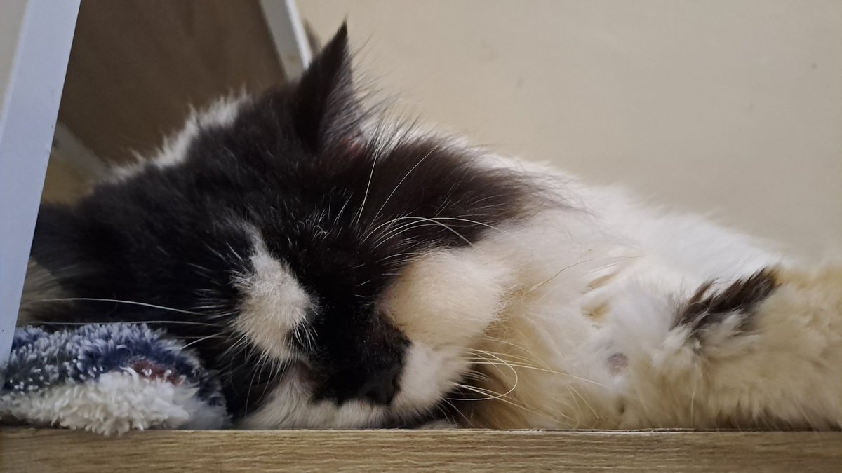 senskren's tweet photo. Halo! Aku mau jual preloved pakaian untuk biaya berobat kucing ku yang pisitif FIP dan FIV

Obat dia untuk seminggu 800rb dan tanggal 18 Mei nanti tebus obat yang minggu ke-2

Boleh dibantu retweet juga🙏🏻

Pengiriman dari Palembang dan Balikpapan, bisa shopee (harga exc admin) https://t.co/dYELgcIJnd