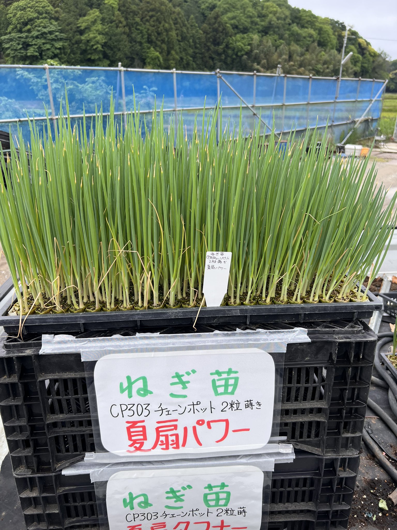 三篠ページ ステージすのこベッド(高さ3段階)/2口コンセント付き - 寝具の