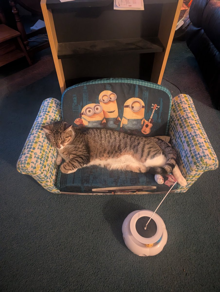 I haven't posted a cat in a while. We got Winston a couch.