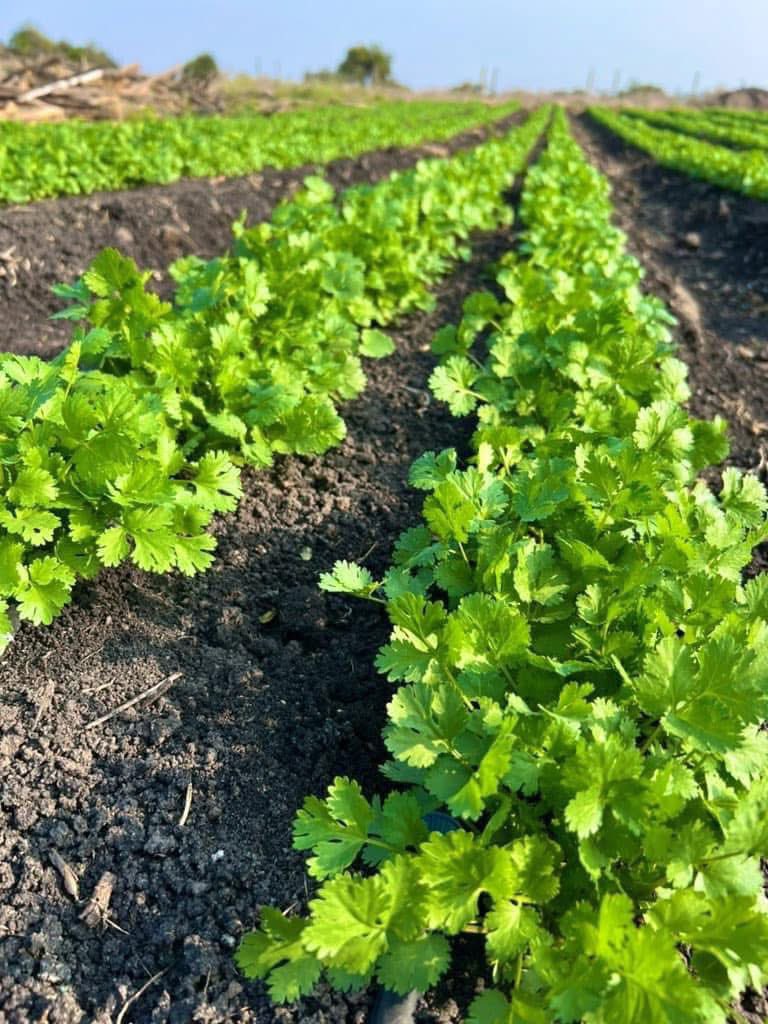 Thinking of Coriander (Dhania) farming? Here are a few pointers: 
🌿 Dhania attracts some beneficial species of ladybugs 🐞 that eat Aphids, Whiteflies &amp; Mites, therefore less use of pesticides 

🌿 Coriander requires fertile, well-drained soils with a pH range of 6.0 to 7.5

🌿