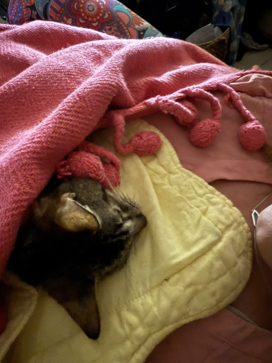 cats are life tweet media