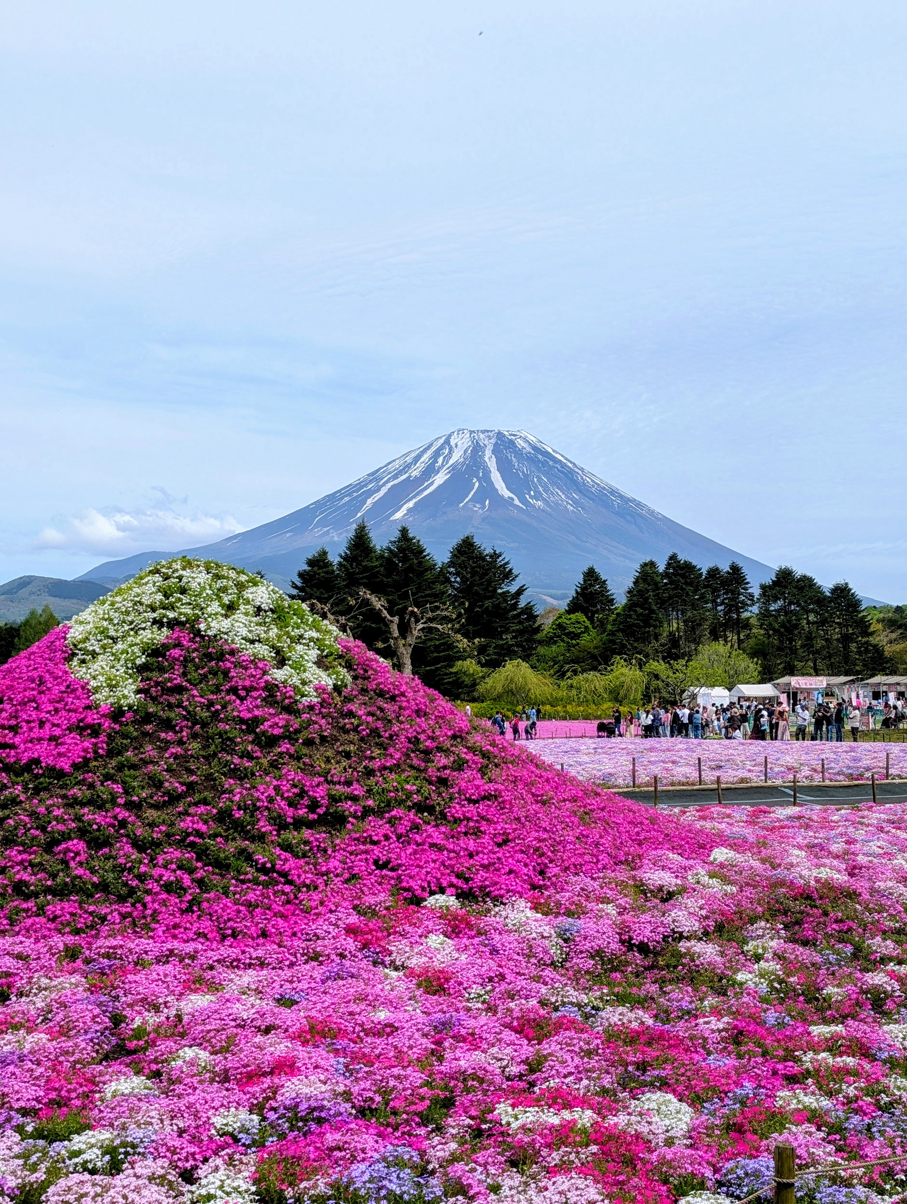 楽天市場】日本の絶景ポストカード 〜春〜 富士芝桜まつり/山梨