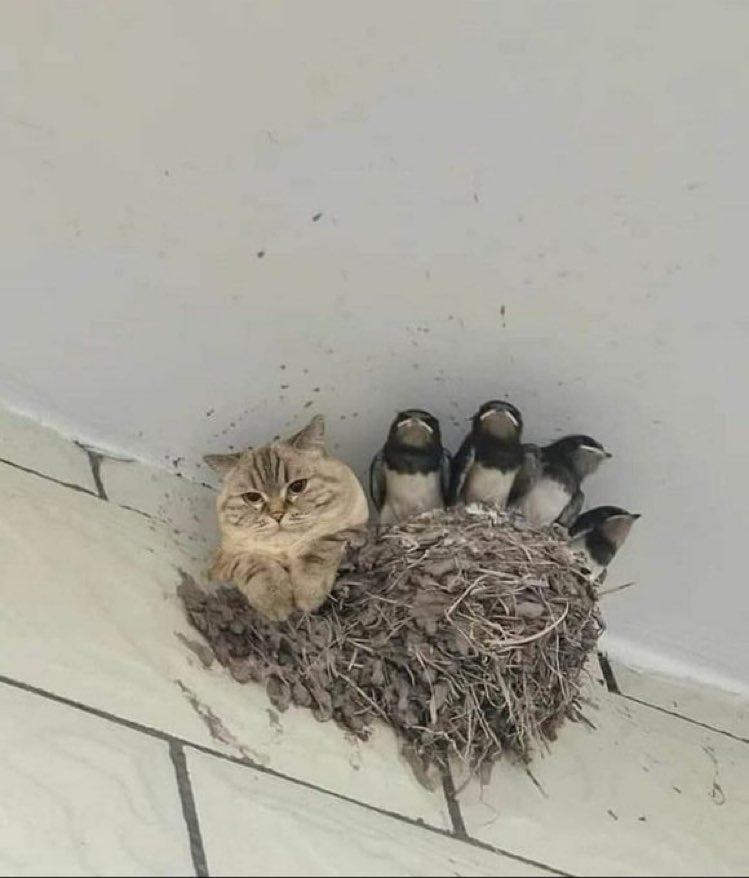 Bazen hepimiz kafamızı karıştırır ve kendimizi ait olmadığımız bir yerde buluruz. 😂
