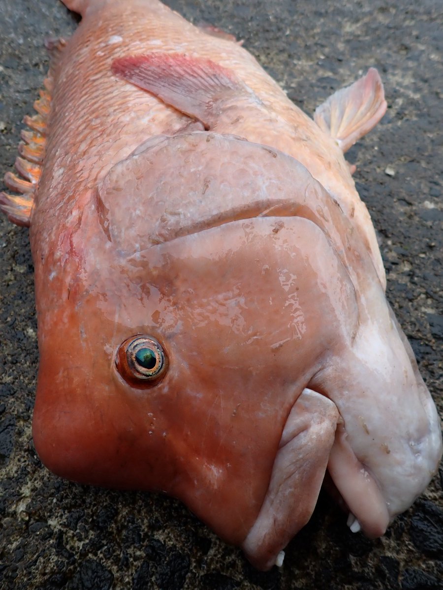 anyohoseo2's tweet photo. 瀬戸内モンスター🐟
岸壁の重戦車も7.5Hの手にかかれば瞬殺よぉ!!
#fishman
#comodo75H https://t.co/MCuvRUWAg0