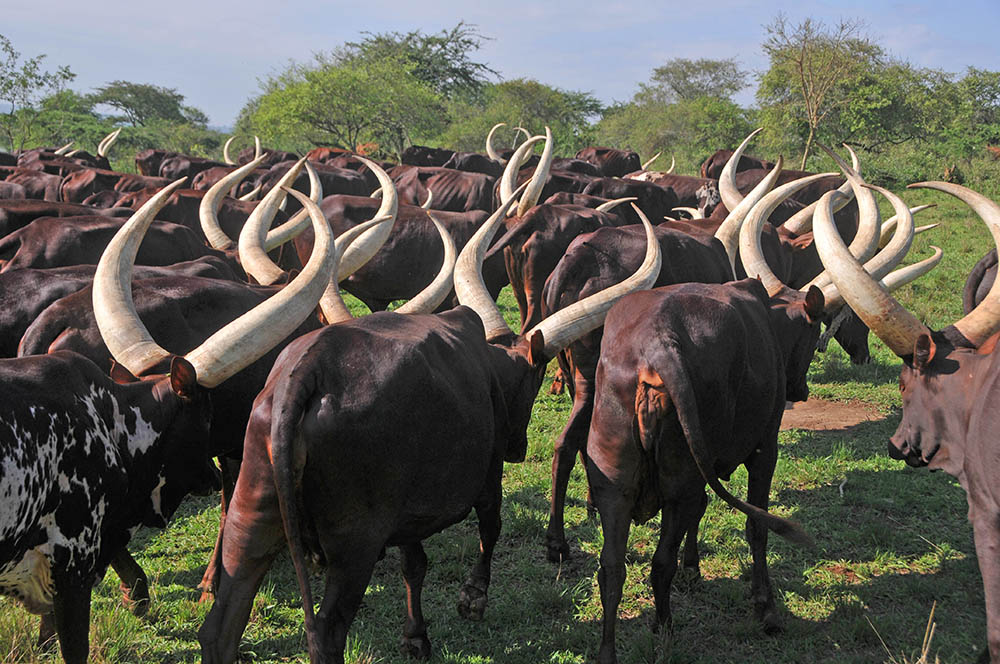 Witness the breathtaking sight of a thousand Ankole cattle with their majestic horns! It's a living cultural spectacle at Lake Mburo. Don't miss out! Visit lakemburonationalparkuganda.com/culture-in-lak… to plan your trip. #lakemburonationalpark
#lakemburonationalparkuganda
#lakemburopark