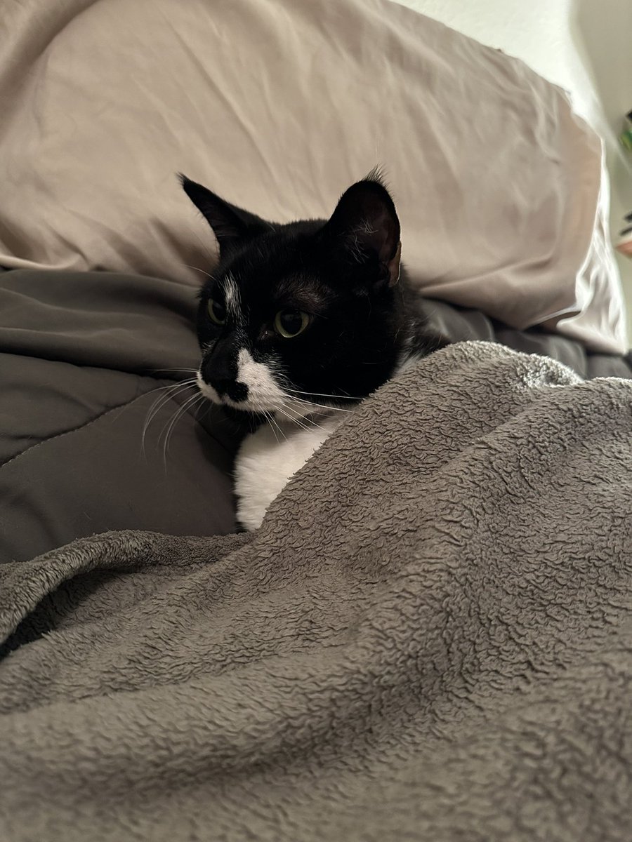BradleyNordell's tweet image. Tesla being tucked in and ready for bed. Cats really have the best lives. #Caturday #CatsOfTwitter #CatsAreFamily