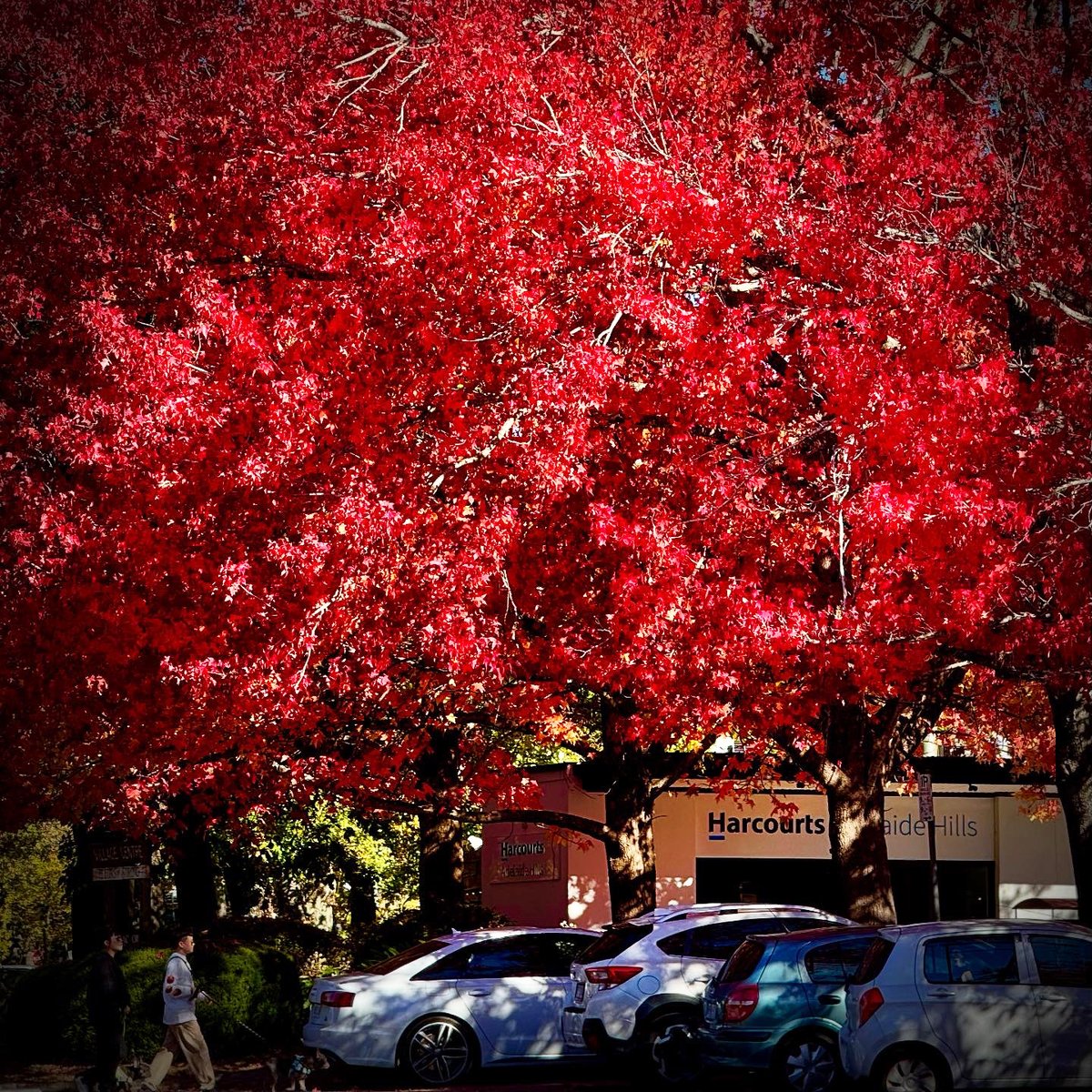 Autumn has arrived in the Hills! 🍁 Stirling's main street is glowing with vibrant colours on this glorious sunny day. 🍂