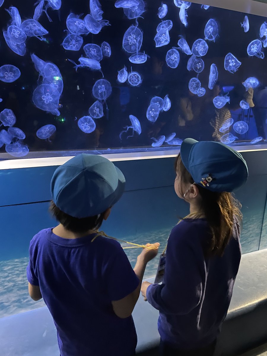 LaurusISS's tweet image. Musashi-Kosugi Student-Parent Excursion Hakkeijima (part 2)
#ローラス #インターナショナルスクール #Laurus #InternationalSchool #Tokyo #Japan #日本 #東京 #Kawasaki #MusashiKosugi #川崎 #武蔵小杉 #kindergarten #幼稚園 #保育園 #excursion #八景島 #HakkeijimaSeaParadise