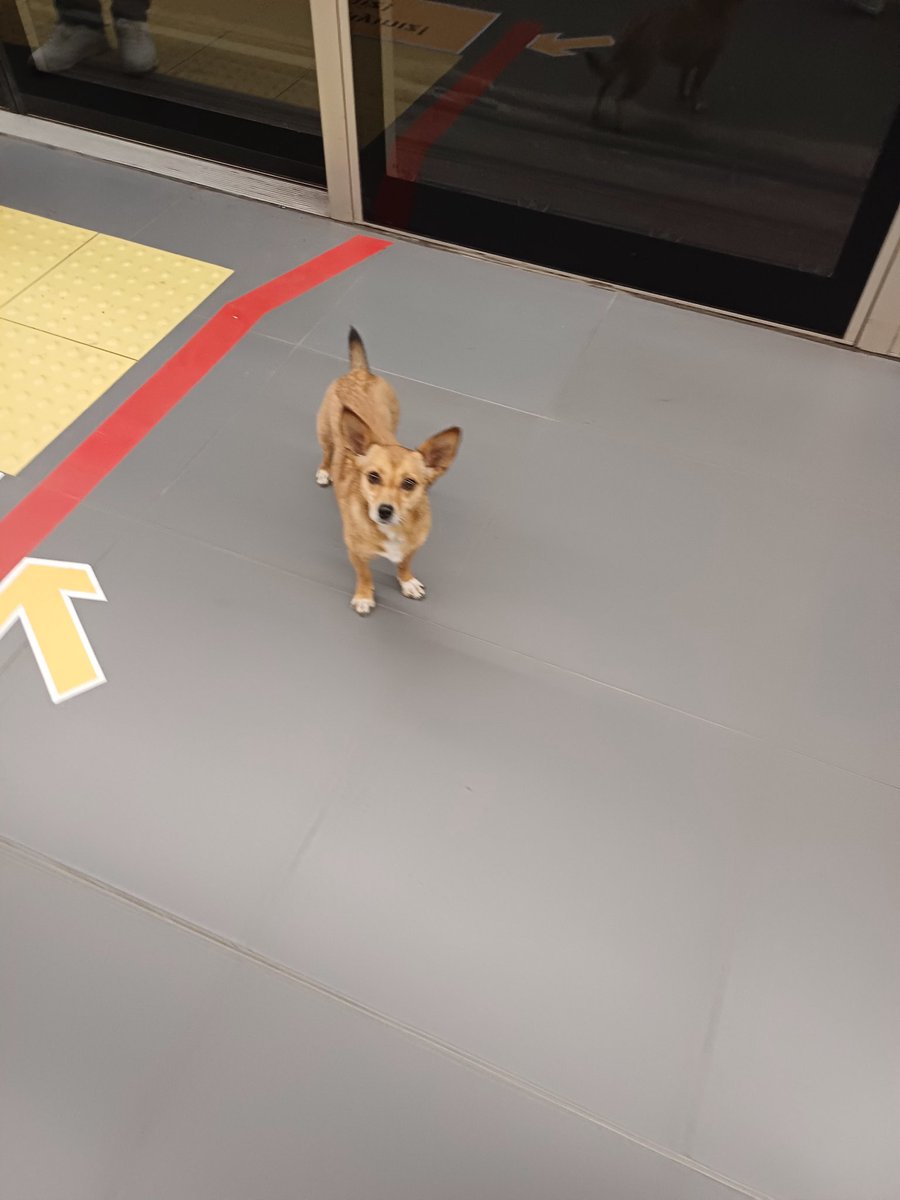 bu dostumuz bugün sabah 7 civarında samandıra'dan m5 yolcusu olup altunizade'den metrobuse geçti. kaybolmuş mudur yoksa onların normal hayatı mı bilemedim paylaşmak istedim gören olur belki :')