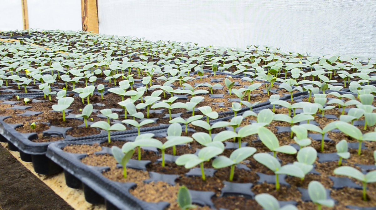 Muri <a href="/Duhinge1/">DUHINGE ISHIMWE COMPANY Ltd</a> ikorera <a href="/SectorKinyinya/">Kinyinya Sector</a> na  <a href="/kimironkosecto6/">Kimironko Sector</a> <a href="/Gasabo_District/">Gasabo District</a> <a href="/CityofKigali/">City of Kigali</a> ntakunjenjeka Imihigo irakomeje Kandi irakomeye <a href="/RwandaAgriBoard/">Rwanda Agriculture & Animal Resources Devpt Board</a> <a href="/RwandAgriExport/">NAEB</a> <a href="/YATERAOrganiza1/">YATERA Agri-Eco Tourism</a> <a href="/eSoko_Minagri/">eSoKo-MINAGRI</a> <a href="/RwandaTrade/">Min of Trade |Rwanda</a> <a href="/RwandaAgri/">Ministry of Agriculture & Animal Resources |Rwanda</a>  twese dufatanye kwesa Imihigo.