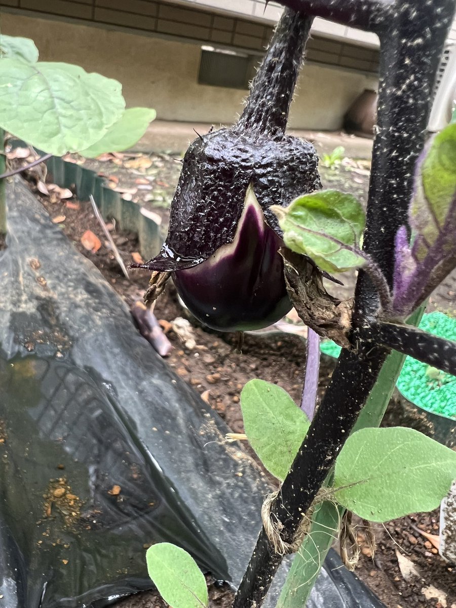 おはこんにちばんは✨なおちこです😊

やっと…ようやく…
人参さんの芽が…芽がぁぁぁ🥹🌱
この間紅の豚さんやってましたね🐽
２回目の種まきでやっとです😅
ピーくんも、ナスの丸ちゃんも
形になってきてます🫑🍆

#家庭菜園
#人参  #ピーマン  #丸ナス